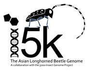 i5k: The Asian Longhorned Beetle Genome: Acollaboration with the 5000 genome project. 