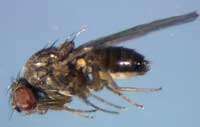 Drosophila pseudoobscura  Photo, Dr. Stephen Schaeffer, Penn State University