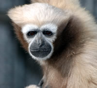 Image: Hoolock leuconedys. Photos by Gabriella Skollar at the Gibbon Conservation Center (Santa Clarita, CA)