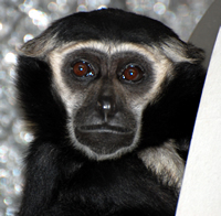 Image: Hylobates pileatus. Photos by Gabriella Skollar at the Gibbon Conservation Center (Santa Clarita, CA).