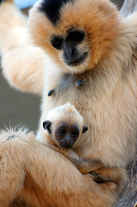 Image: Nomascus leucogenys. Photos by Gabriella Skollar at the Gibbon Conservation Center (Santa Clarita, CA)